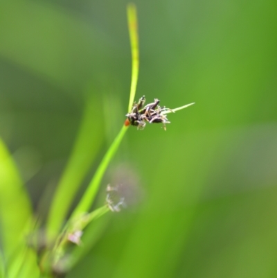 Schoenus apogon (Common Bog Sedge) at Wamboin, NSW - 21 Nov 2020 by natureguy