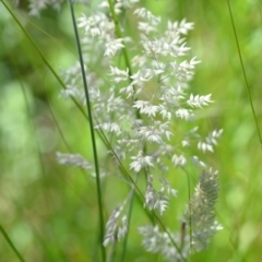 Holcus lanatus (Yorkshire Fog) at Wamboin, NSW - 21 Nov 2020 by natureguy