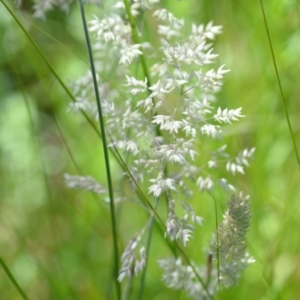 Holcus lanatus at Wamboin, NSW - 21 Nov 2020