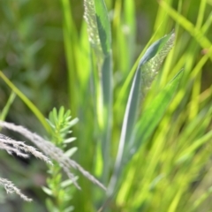 Holcus lanatus at Wamboin, NSW - 21 Nov 2020