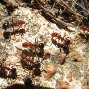 Papyrius nitidus at Holt, ACT - suppressed