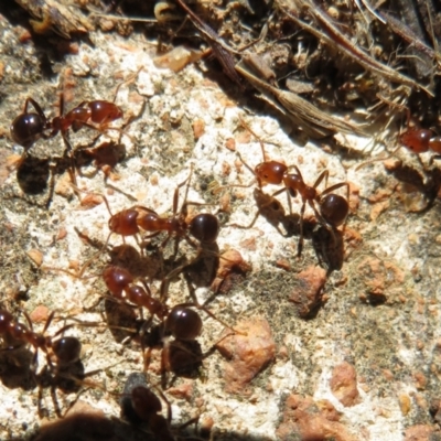 Papyrius nitidus (Shining Coconut Ant) at Holt, ACT - 12 Apr 2021 by Christine