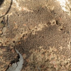 Papyrius nitidus at Holt, ACT - suppressed