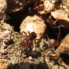 Papyrius nitidus at Holt, ACT - suppressed