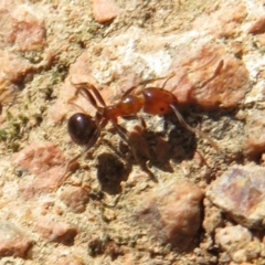 Papyrius nitidus at Holt, ACT - suppressed