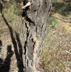 Papyrius nitidus at Holt, ACT - suppressed