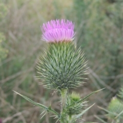 Cirsium vulgare (Spear Thistle) at Lanyon - northern section A.C.T. - 22 Feb 2021 by MichaelBedingfield