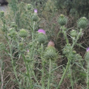 Cirsium vulgare at Tuggeranong DC, ACT - 22 Feb 2021 07:54 PM