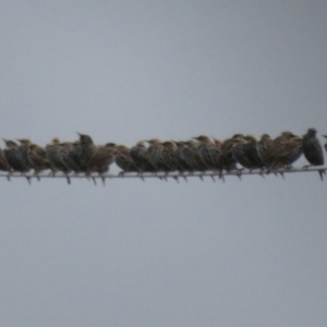 Sturnus vulgaris at Fyshwick Sewerage Treatment Plant - 21 Mar 2021