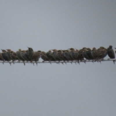 Sturnus vulgaris (Common Starling) at Fyshwick, ACT - 21 Mar 2021 by Christine