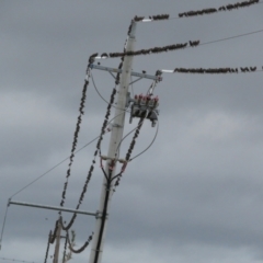 Sturnus vulgaris at Fyshwick Sewerage Treatment Plant - 21 Mar 2021 06:55 PM