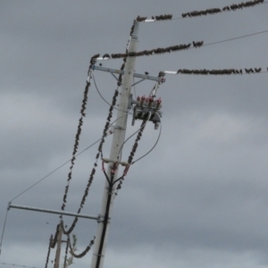 Sturnus vulgaris at Fyshwick Sewerage Treatment Plant - 21 Mar 2021 06:55 PM