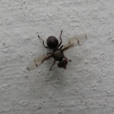 Pogonortalis doclea (Boatman fly) at Flynn, ACT - 16 Mar 2021 by Christine