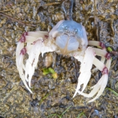 Unidentified Crab (TBC) at Culburra Beach, NSW - 28 Mar 2021 by Christine