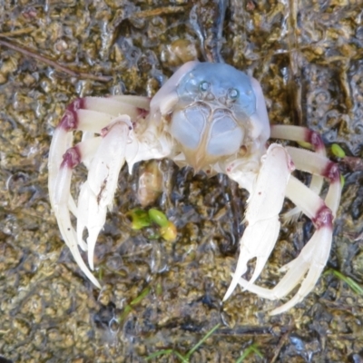 Unidentified Crab at Jervis Bay National Park - 28 Mar 2021 by Christine