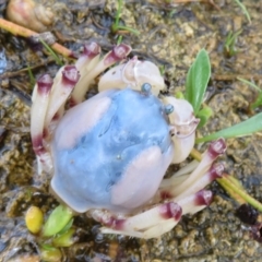 Unverified at suppressed - suppressed