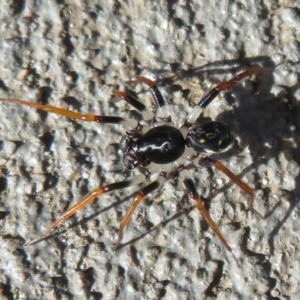 Zodariidae (family) at Tianjara, NSW - 28 Mar 2021 04:38 PM