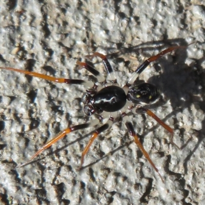 Zodariidae (family) (Unidentified Ant spider or Spotted ground spider) at Morton National Park - 28 Mar 2021 by Christine