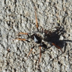 Zodariidae (family) at Tianjara, NSW - 28 Mar 2021