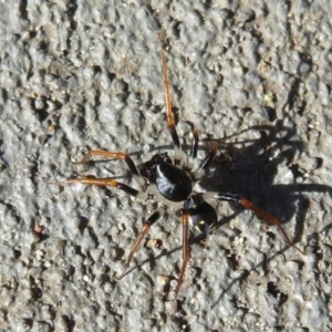 Zodariidae (family) at Tianjara, NSW - 28 Mar 2021 04:38 PM