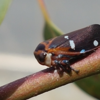 Eurymela fenestrata (Gum tree leafhopper) at Hall Cemetery - 14 Apr 2021 by tpreston