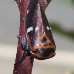 Eurymela fenestrata at Hall, ACT - 14 Apr 2021