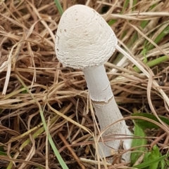 Macrolepiota dolichaula (Macrolepiota dolichaula) at Hall Cemetery - 14 Apr 2021 by tpreston