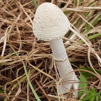 Macrolepiota dolichaula (Macrolepiota dolichaula) at Hall, ACT - 14 Apr 2021 by tpreston