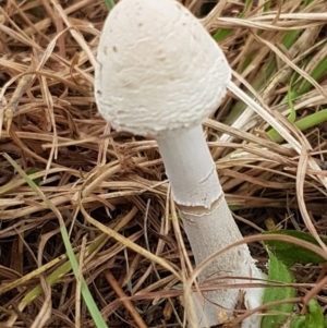 Macrolepiota dolichaula at Hall, ACT - 14 Apr 2021