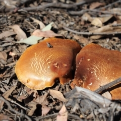 Laccocephalum at Aranda Bushland - 12 Apr 2021 by Tammy