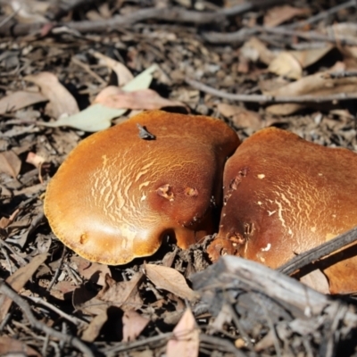 Laccocephalum at Aranda Bushland - 12 Apr 2021 by Tammy