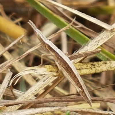 Keyacris scurra (Key's Matchstick Grasshopper) at Hall, ACT - 14 Apr 2021 by trevorpreston