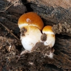 Unverified Cap on a stem; gills below cap [mushrooms or mushroom-like] at Hall Cemetery - 14 Apr 2021 by trevorpreston