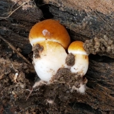 Unverified Cap on a stem; gills below cap [mushrooms or mushroom-like] at Hall Cemetery - 14 Apr 2021 by trevorpreston