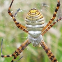 Argiope trifasciata (Banded orb weaver) at Hall Cemetery - 14 Apr 2021 by tpreston