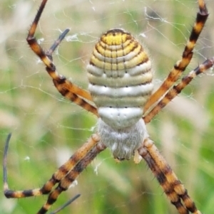 Argiope trifasciata at Hall, ACT - 14 Apr 2021 12:45 PM