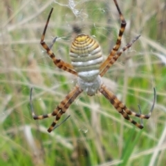 Argiope trifasciata at Hall, ACT - 14 Apr 2021 12:45 PM