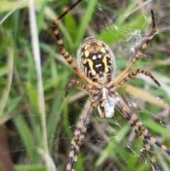 Argiope trifasciata at Hall, ACT - 14 Apr 2021 12:45 PM