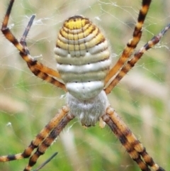 Argiope trifasciata at Hall, ACT - 14 Apr 2021 12:45 PM