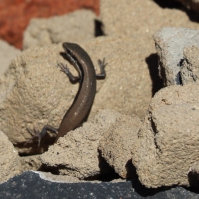 Morethia boulengeri (Boulenger's Skink) at Aranda, ACT - 12 Apr 2021 by Tammy