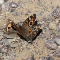 Junonia villida (Meadow Argus) at Mount Painter - 13 Apr 2021 by Tammy