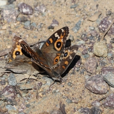 Junonia villida (Meadow Argus) at Cook, ACT - 13 Apr 2021 by Tammy