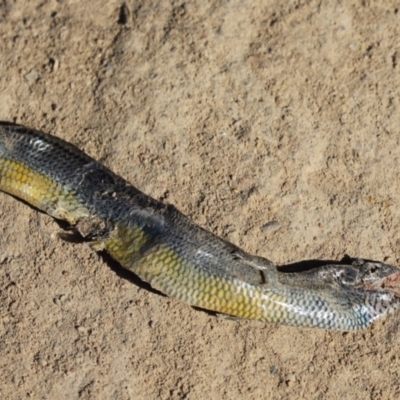 Hemiergis talbingoensis (Three-toed Skink) at Mount Painter - 13 Apr 2021 by Tammy