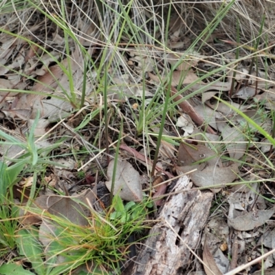 Thelymitra pauciflora (Slender Sun Orchid) at Cook, ACT - 9 Apr 2021 by CathB
