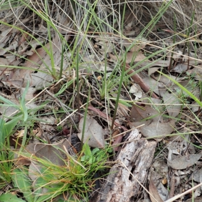 Thelymitra pauciflora (Slender Sun Orchid) at Mount Painter - 8 Apr 2021 by CathB