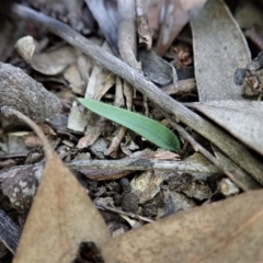 Cyanicula caerulea (Blue Fingers, Blue Fairies) at Aranda Bushland - 13 Apr 2021 by CathB