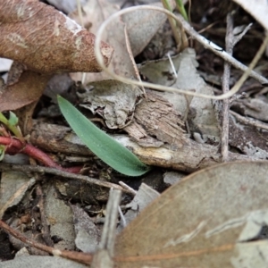 Cyanicula caerulea at Point 3852 - suppressed