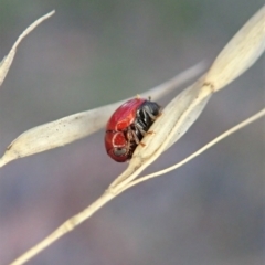Ditropidus sp. (genus) (Leaf beetle) at Aranda Bushland - 13 Apr 2021 by CathB