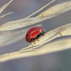 Ditropidus sp. (genus) at Holt, ACT - 13 Apr 2021