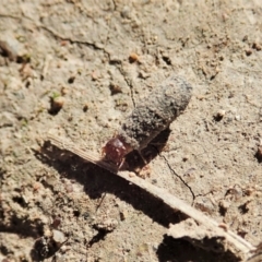 Cryptocephalinae (sub-family) (A case-bearing leaf beetle) at Mount Painter - 1 Apr 2021 by CathB